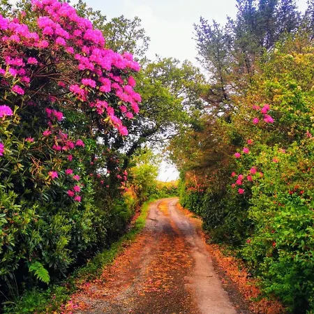 Red Deer Cosy In Connemara