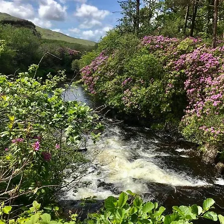 Red Deer Cosy In Connemara *