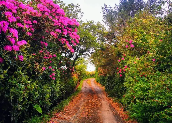 Red Deer Cosy In Connemara