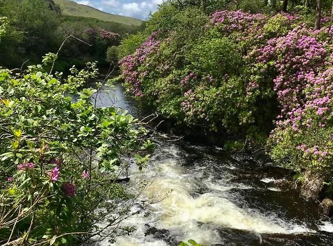 Red Deer Cosy In Connemara *